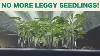 2023 Garden Week 3 Grow Light Setup And How To Prevent Leggy Seedlings