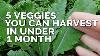 5 Fast Growing Veggies You Can Harvest In Under 1 Month