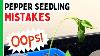 5 Pepper Seedlings Mistakes You Don T Want To Make Pepper Geek