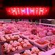 84led Plant Grow Light Lamp For Greenhouse Indoor Plant Vegetable