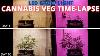 Cannabis Veg Time Lapse 18 Days Led Grow Light Commercial Cannabis Lighting