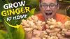 Ginger Masterclass Plant Once Harvest Forever