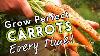 Grow Perfect Carrots Every Time