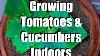 Growing Tomatoes And Cucumbers Indoors With Simple Grow Lights Growing Your Indoor Garden 6