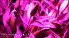 Lightimetunnel 300w Led Grow Light Full Spectrum For Indoor Plants Veg Flower