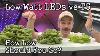 Low Watt Leds Vs T5 Grow Lights Seed Starting Lettuce Test