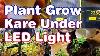 Plant Grow Led Light Setup Easy Cheap English Subtitles Growlight Hydroponic Training