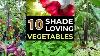 Top 10 Shade Loving Vegetables The Best Veggies To Grow In Shade