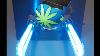 Uv Light Basics Cannabis Growing Lessons
