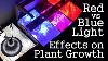 Expérimenter La Lumière Rouge Vs La Lumière Bleue Comment Les Spectres Affectent La Croissance Végétale Led Vs Cfl