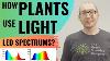 La Façon Dont Les Plantes Utilisent La Lumière 3 Spectres Led Décomposition Complète