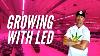 Led Cannabis Myths Exposed Veg With Red Led Light Huge Roots