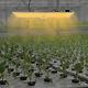 Lumière De Croissance Led Intérieure 220w Pour Plantes Hydroponiques Veg Flower Grow Panel De 23,62 Pouces